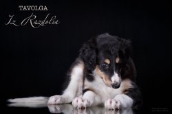 T-litter 45 days old