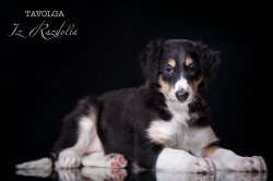 T-litter 45 days old