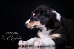 T-litter 45 days old