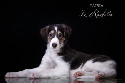 T-litter 45 days old