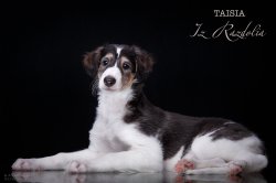 T-litter 45 days old